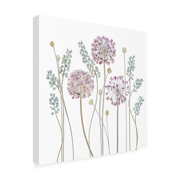 Mandy Disher 'Allium' Canvas Art,14x14